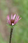 Tennessee purple coneflower